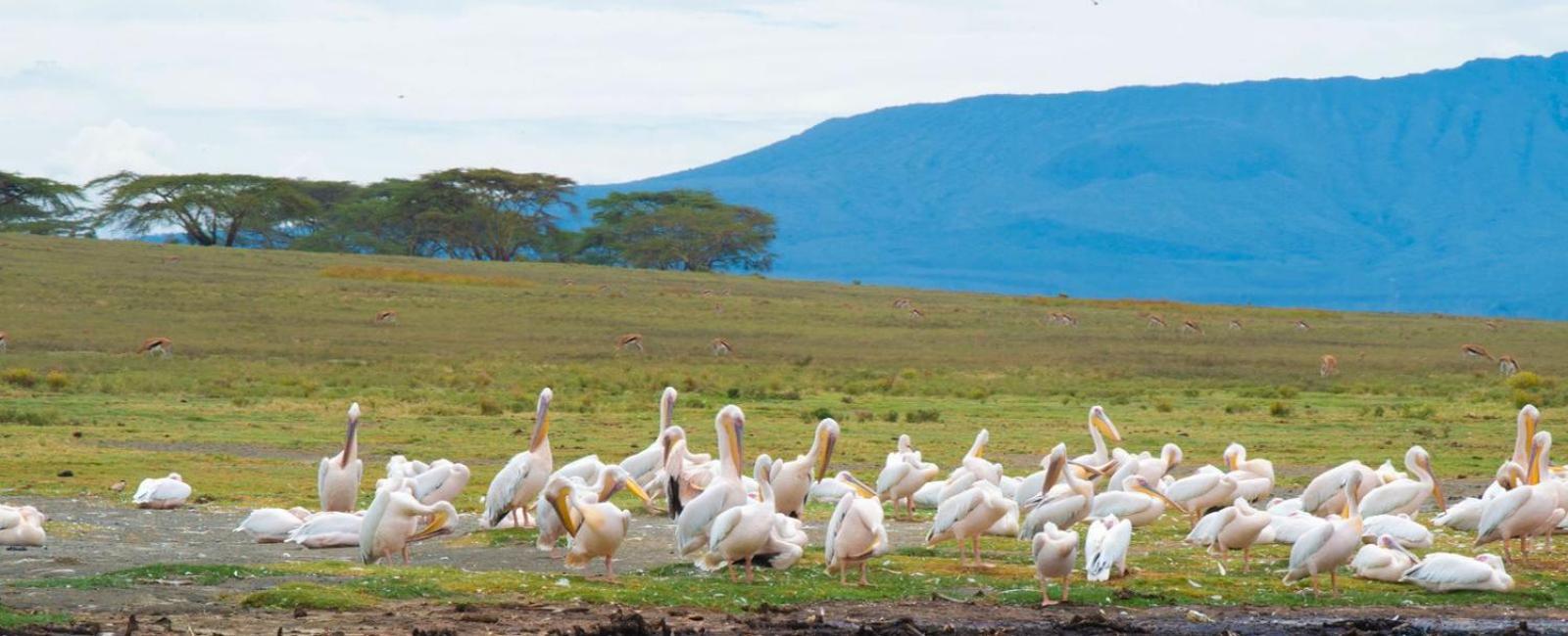Merinja Guest House Naivasha Kültér fotó